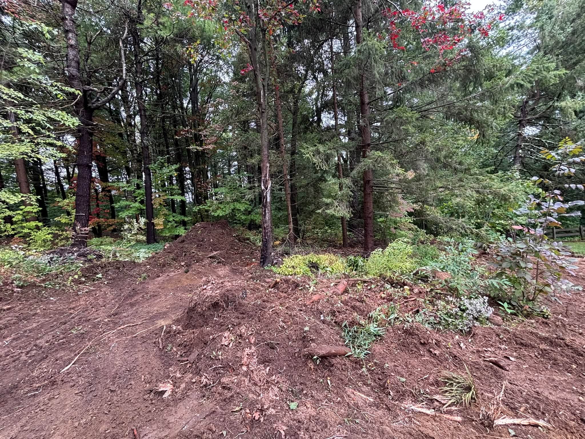 Overgrown brush before debris removal — Princeton, MA